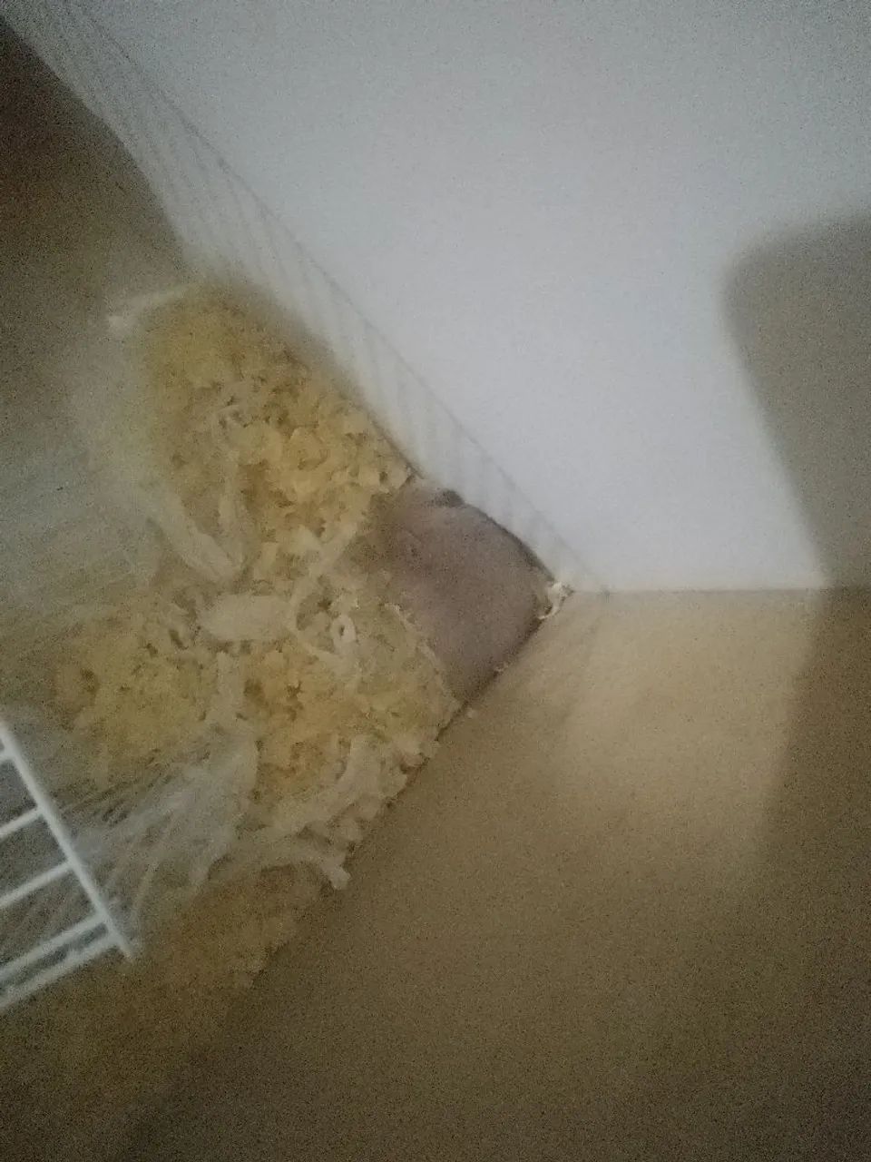 Vendo hamster - Foto 2