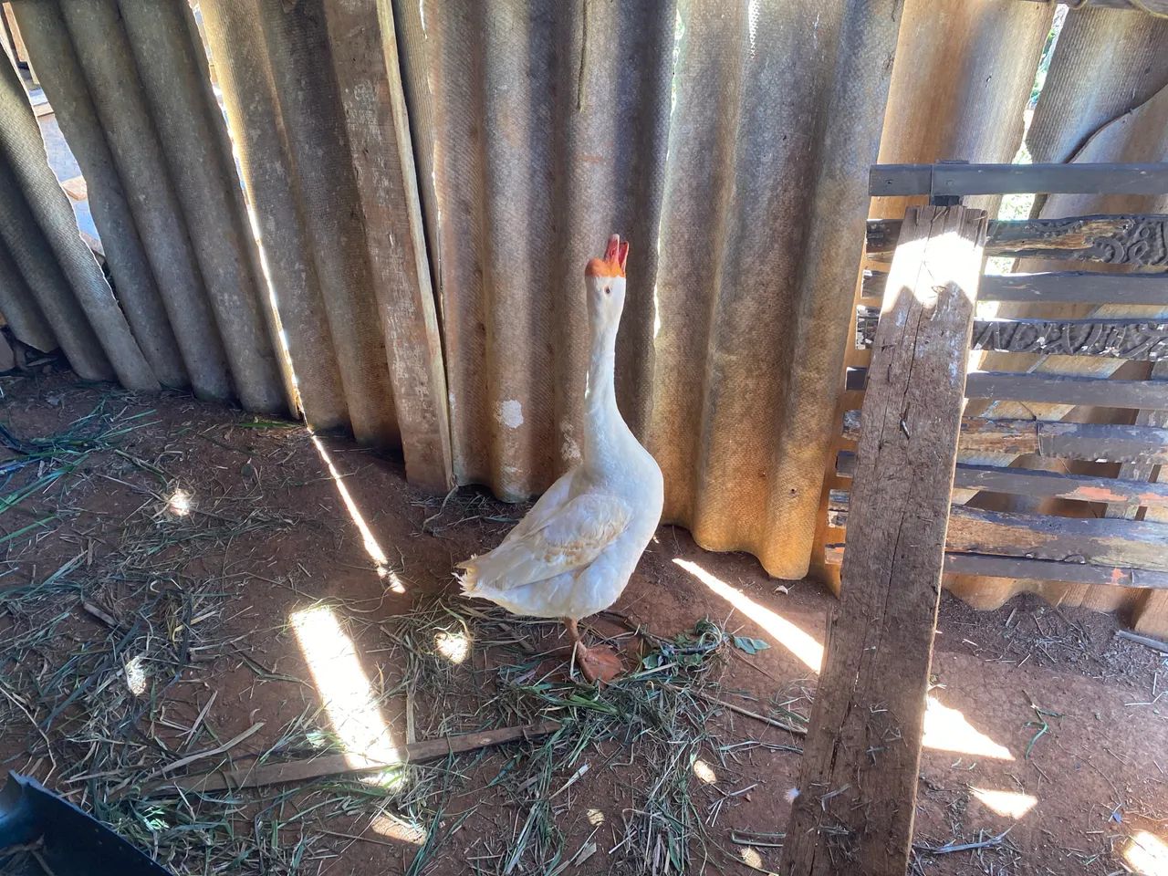 Ganso  - Foto 2