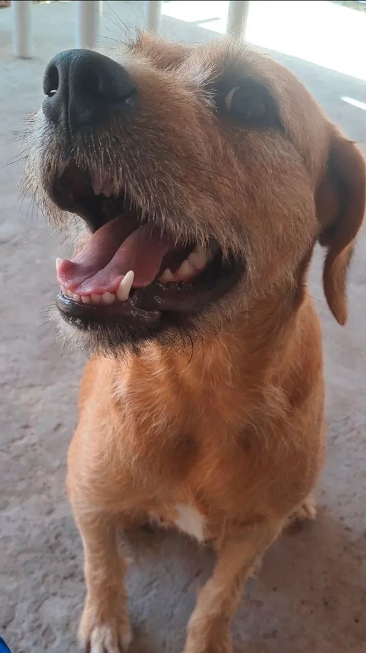 Doação responsável de cães  - Foto 3