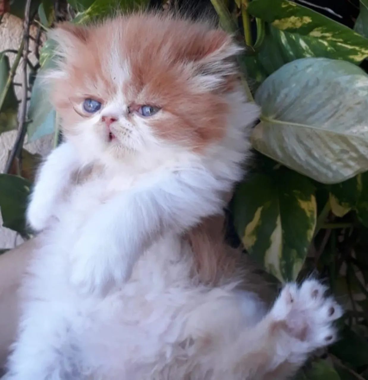 Vendo gatinhos persa - Foto 5