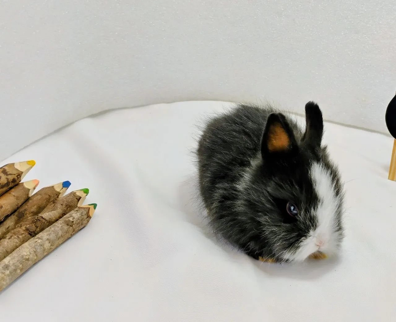 Lindos Filhotes Disponíveis Mini Coelhos 