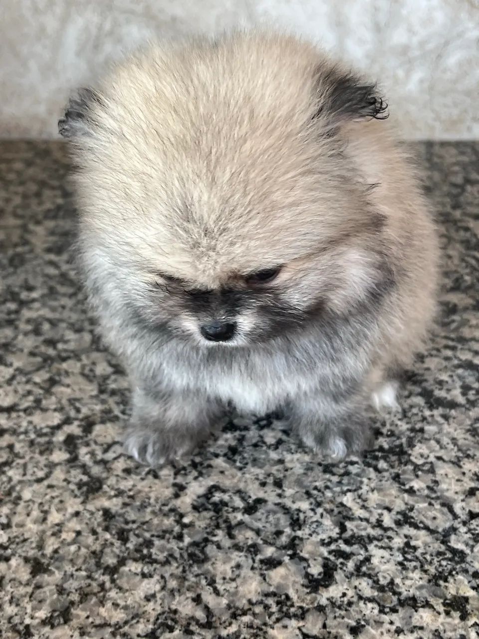 Spitiz alemão