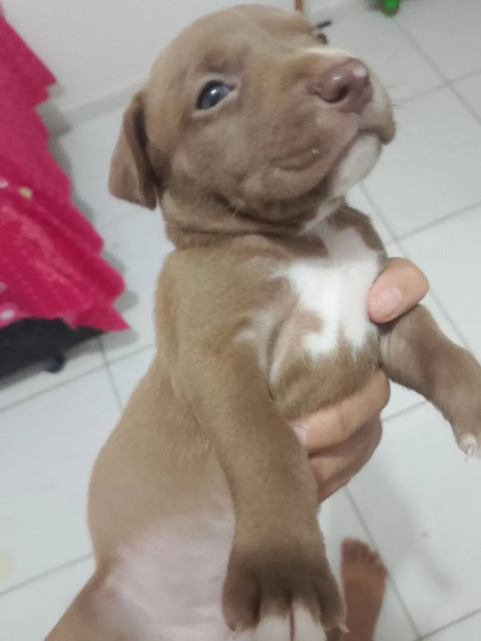 Pitbull - Foto 3
