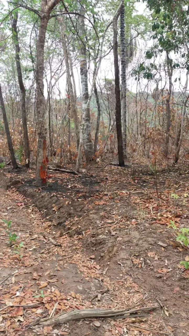 Fazendo para venda de 1039 hectares em Alvorada - TO - Foto 5