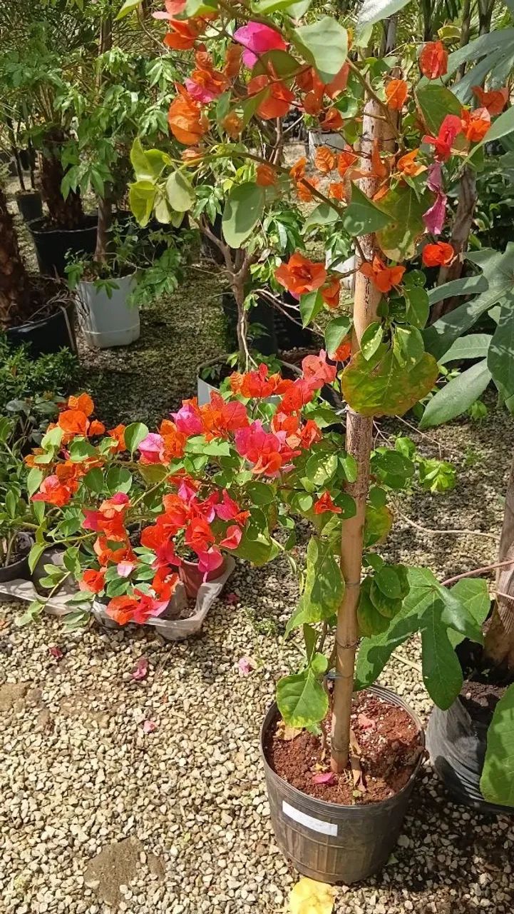 Bougavillea - Foto 2