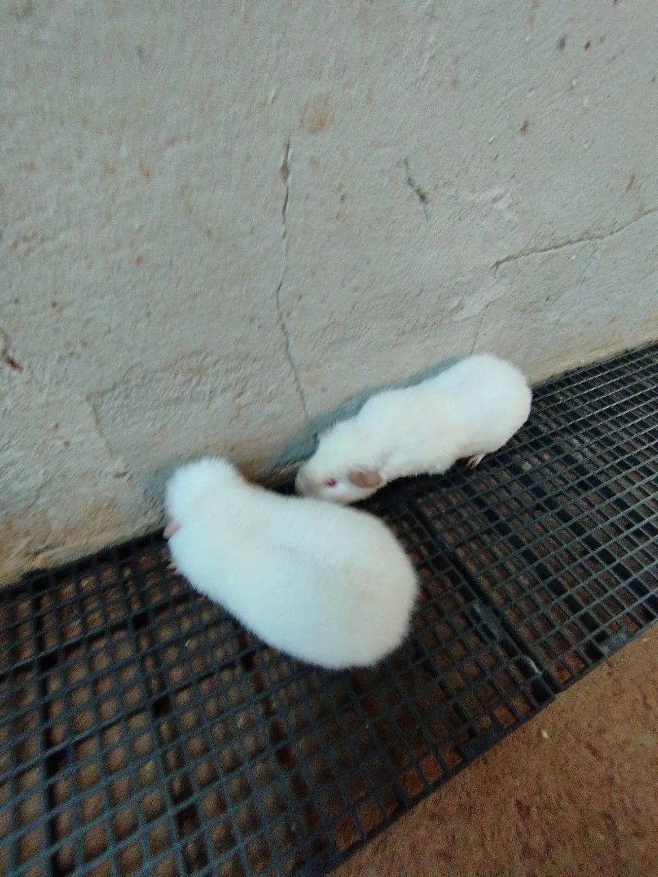 Porquinhos da índia Teddy macho