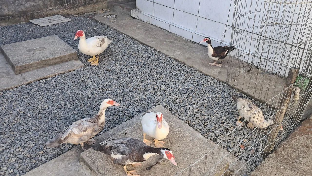 Patos 