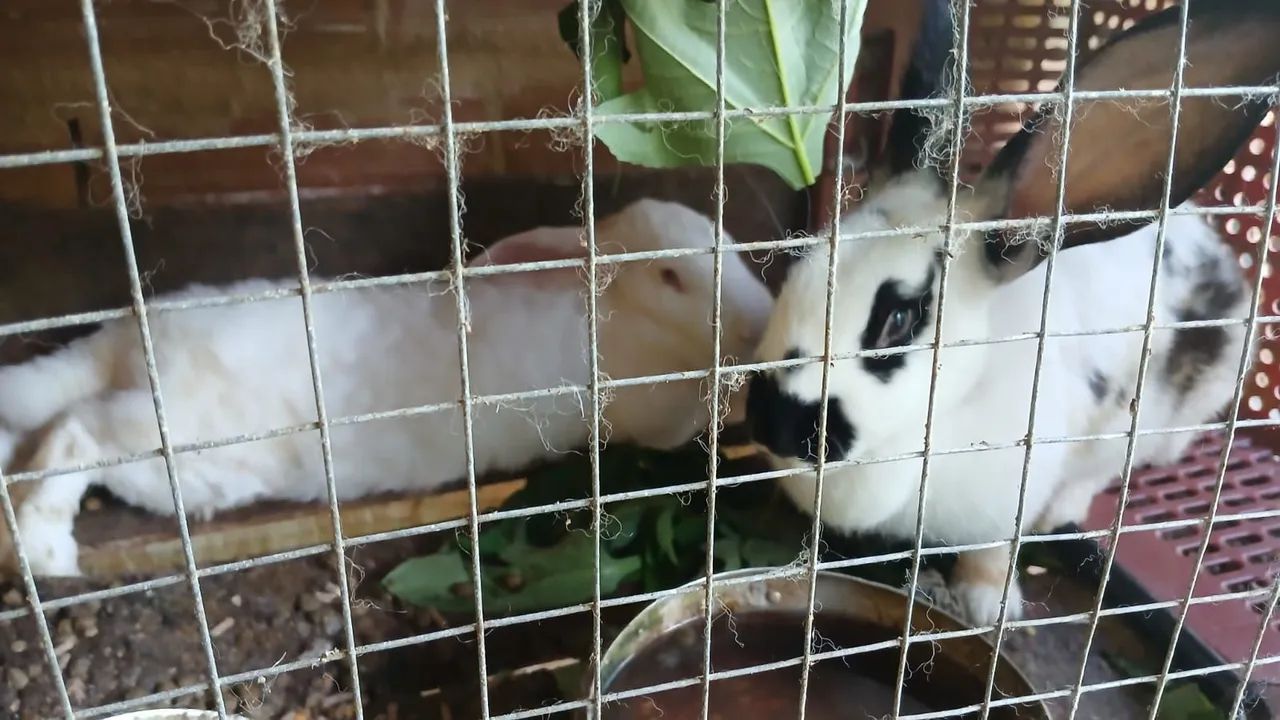 Coelhos várias raças - Foto 2