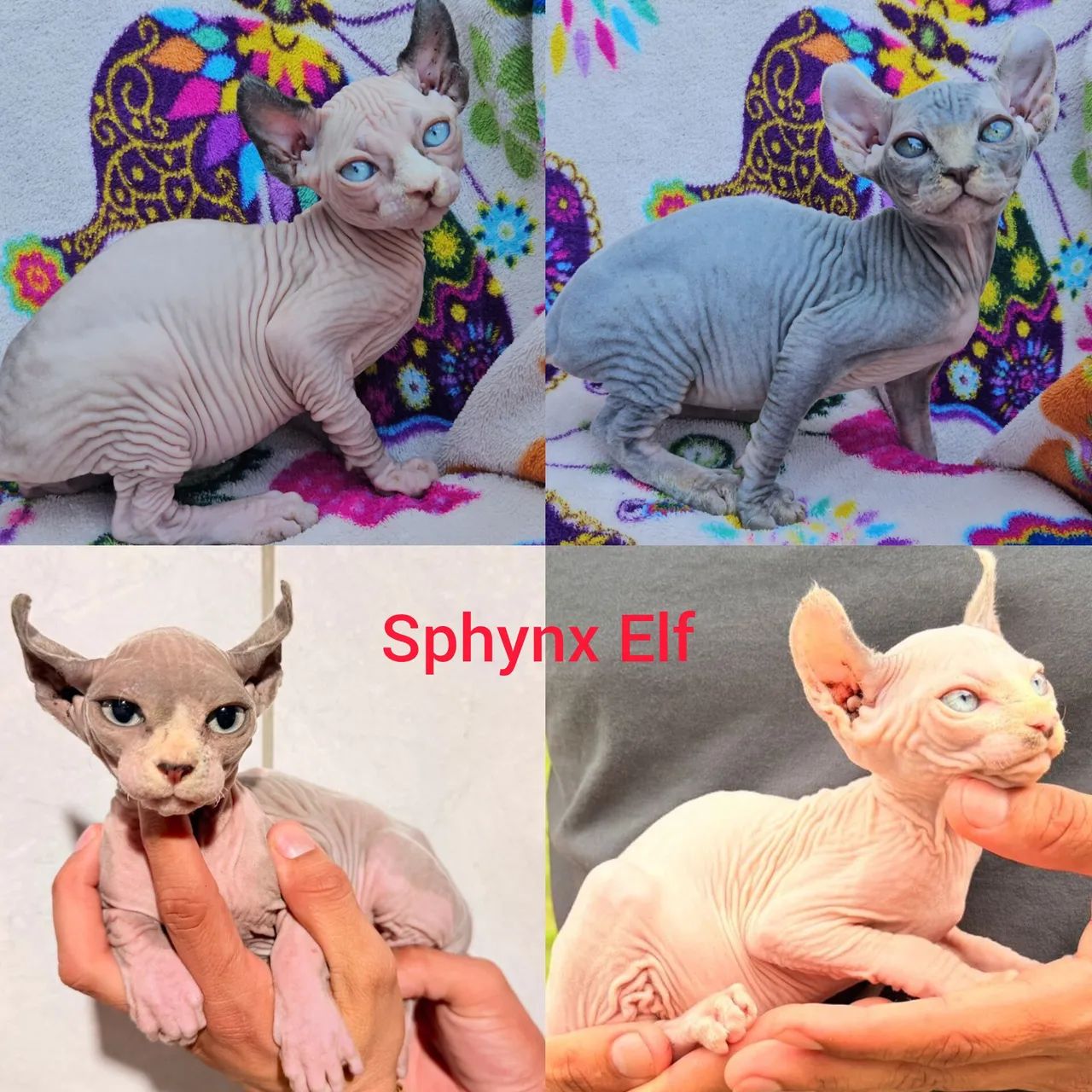 Sphynx Elf Filhotes - Gatil BSB Cat 
