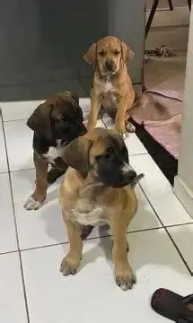 boxer x labrador 