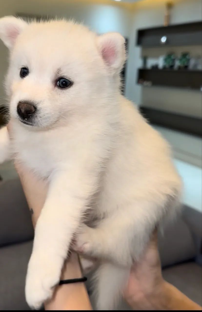 Filhotes de Pomsky com Pedigree