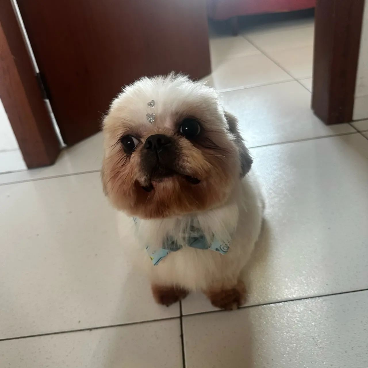 Shitszu macho procura namorada - Foto 4