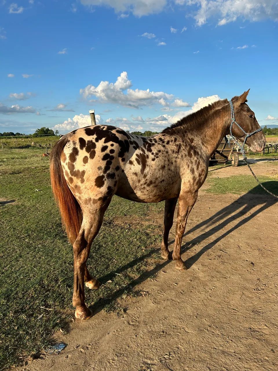 Cavalo appaloosa  - Foto 5