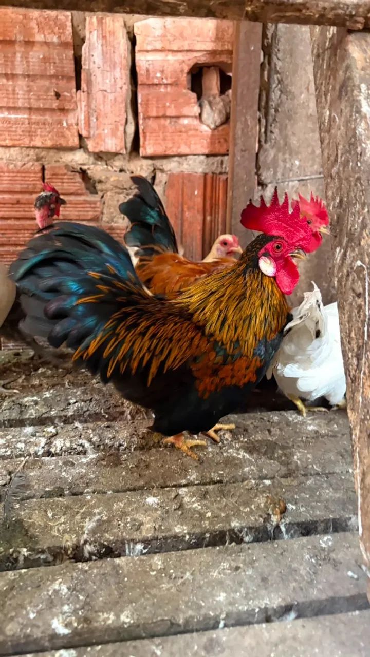 Nagazaki e garnises - varias cores e idade - Foto 5