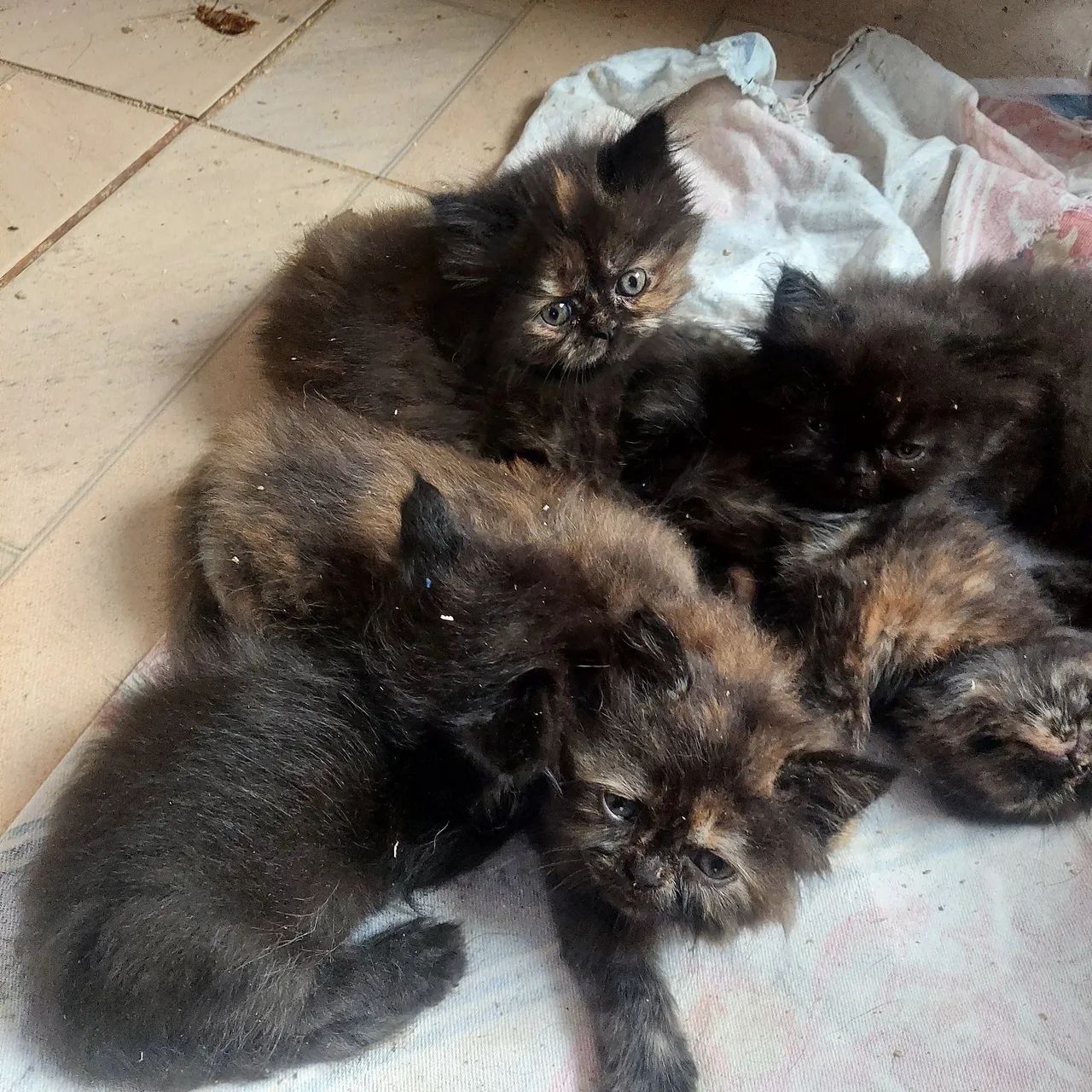 Filhotes Persas  - Foto 3