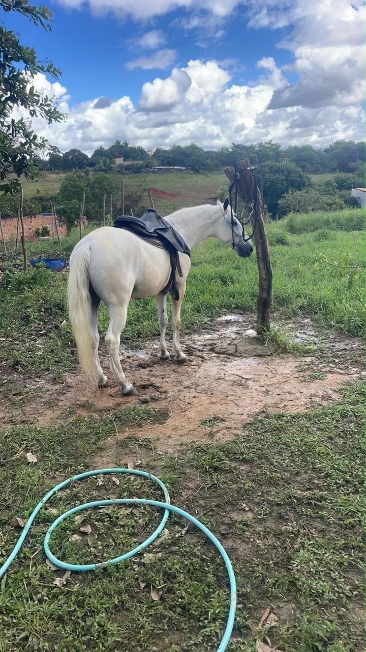 Cavalo mangalarga 