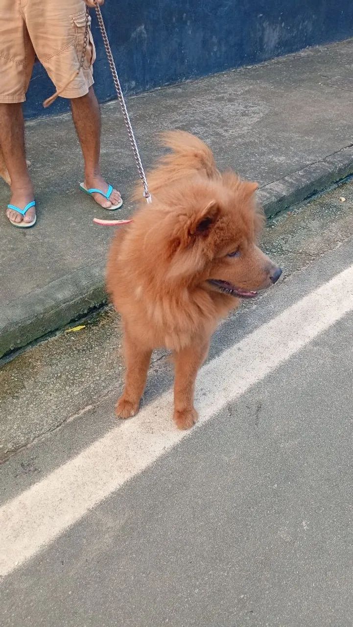 Chow Chow mestiços leia o anúncio  - Foto 5