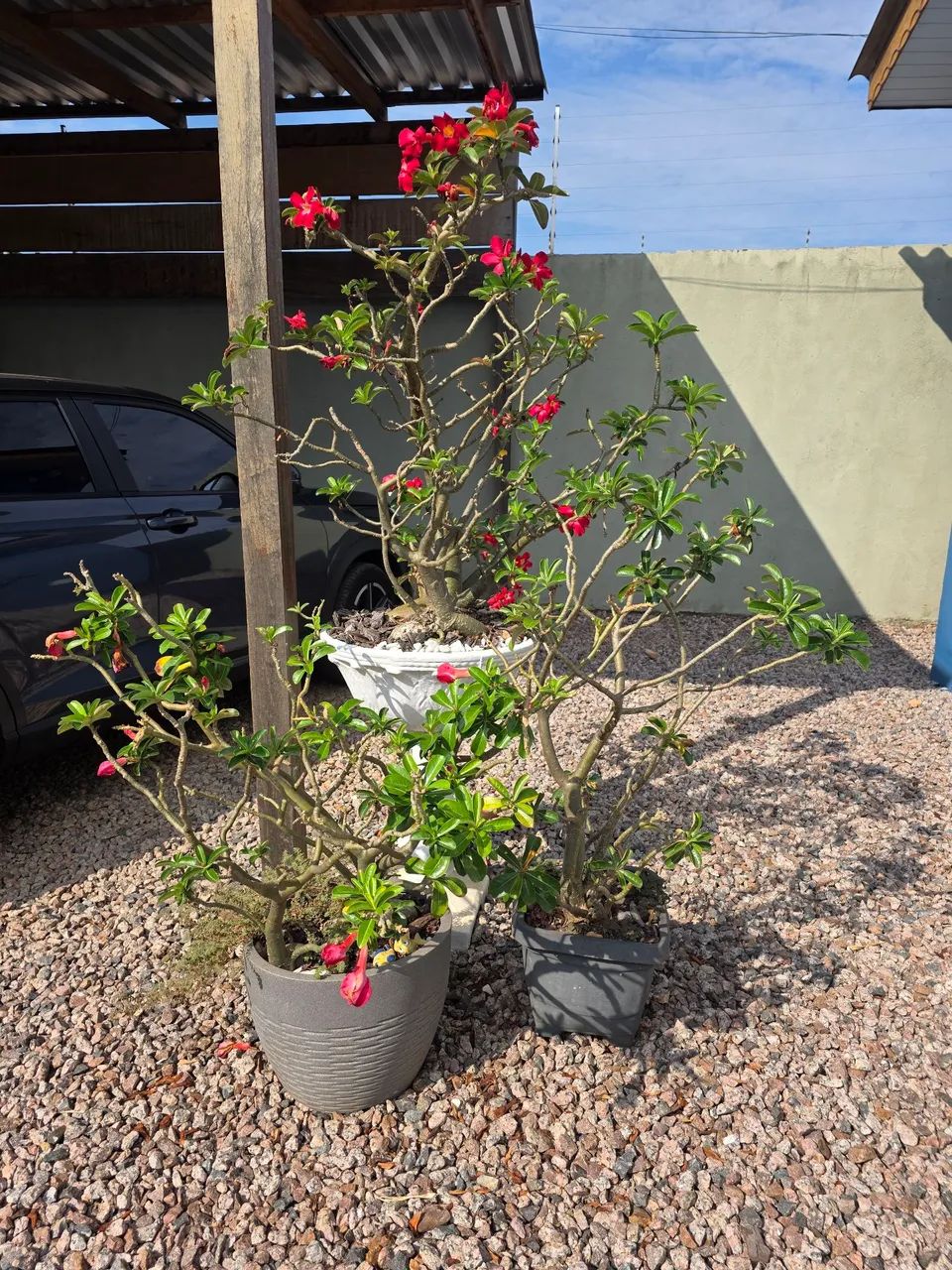 Plantas - Foto 3