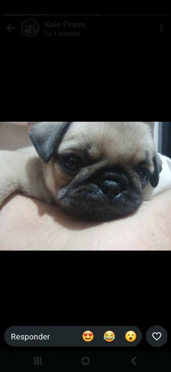 Filhotes de pug - Foto 2