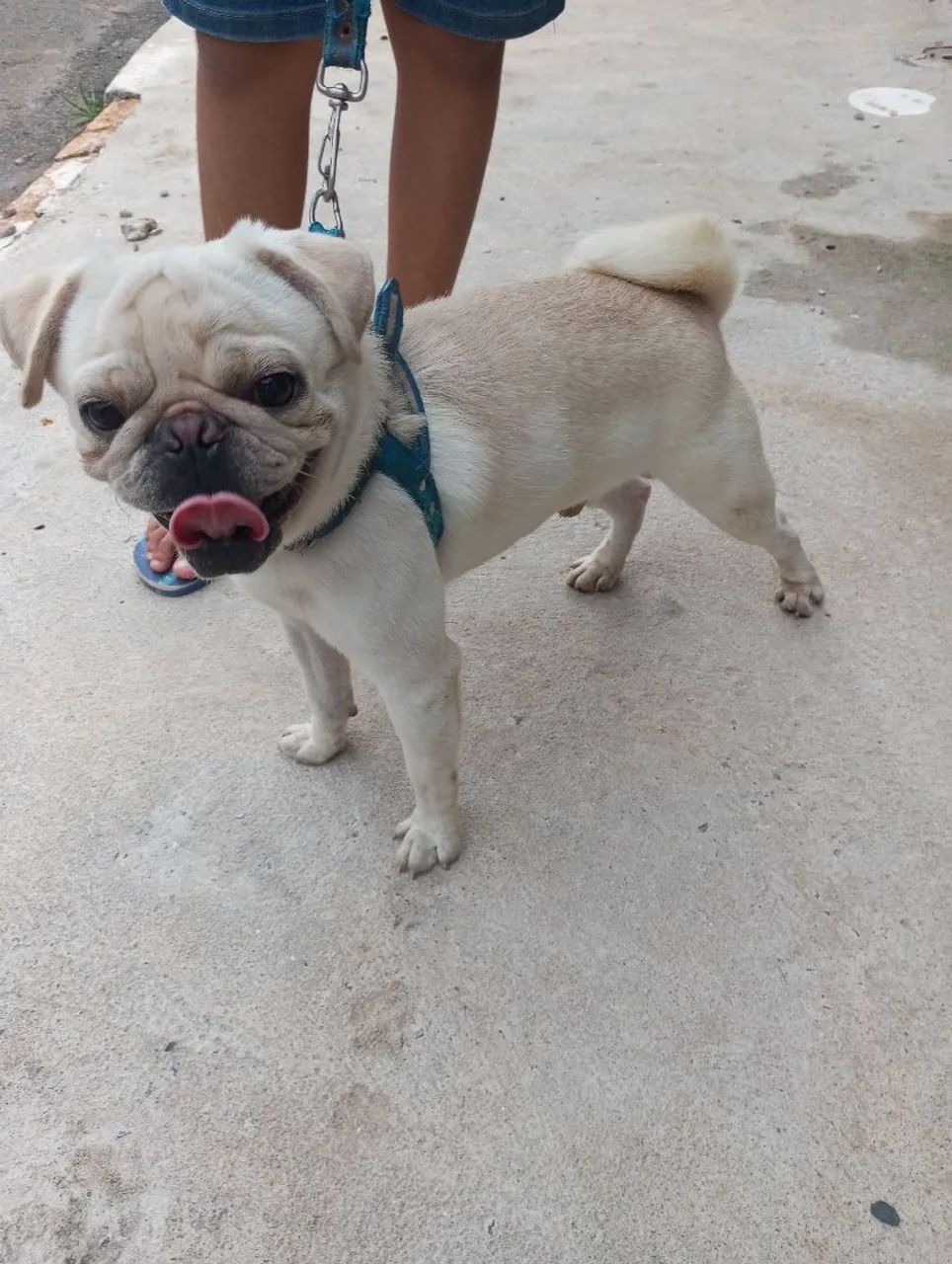 Pug Macho pra cruza 