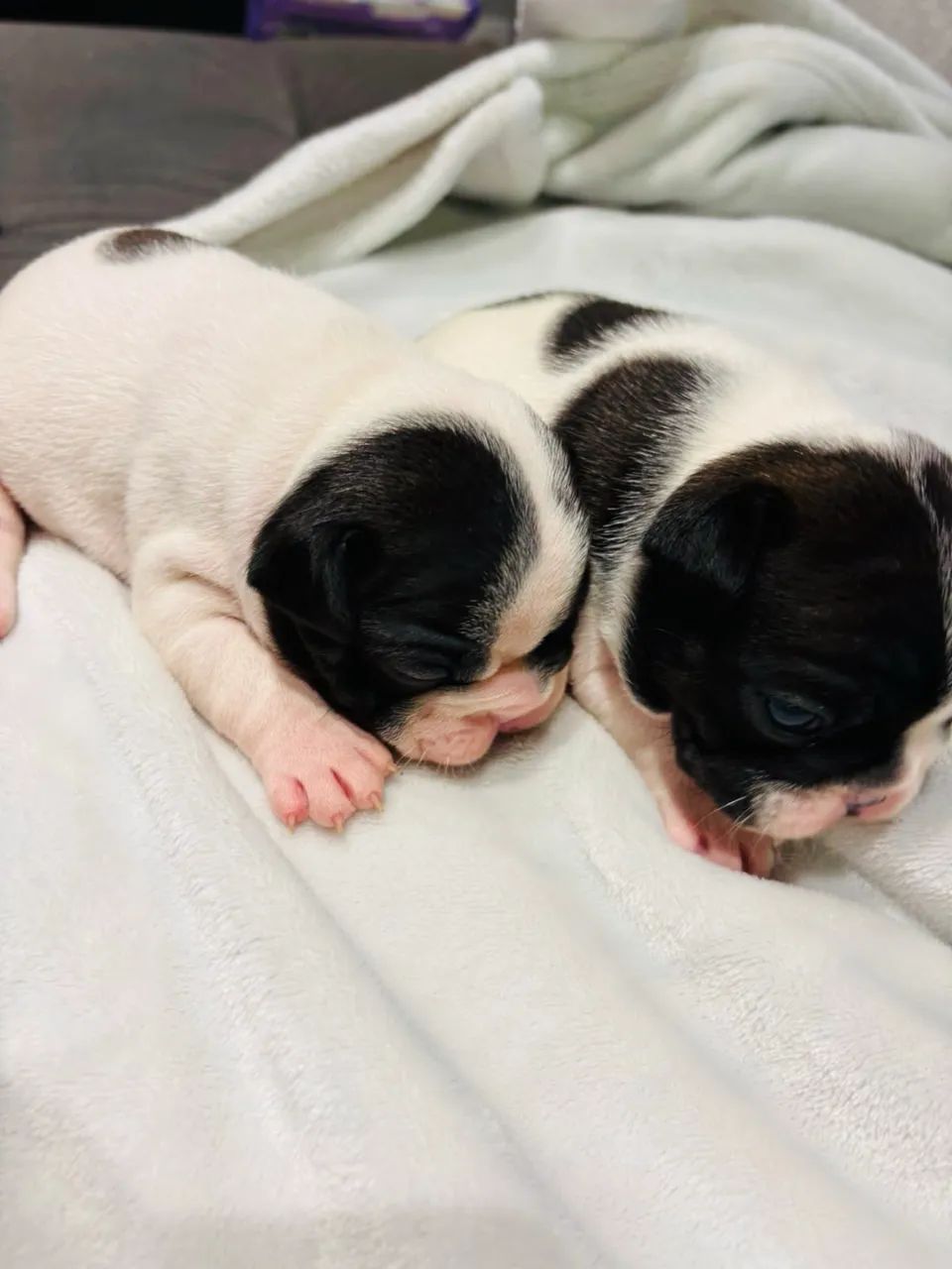 Vendo filhote de buldogue francês 