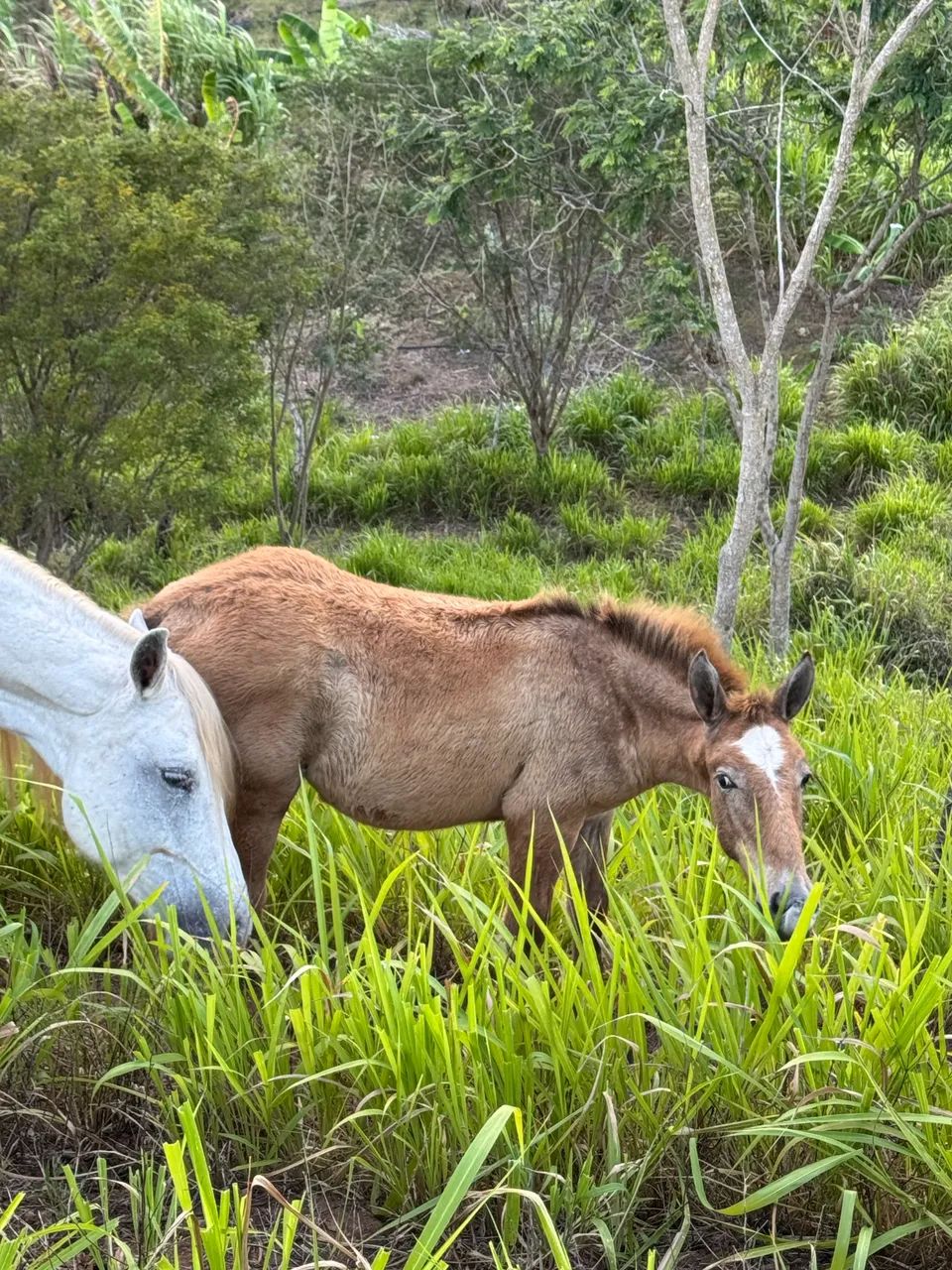 Potro Top - Foto 3