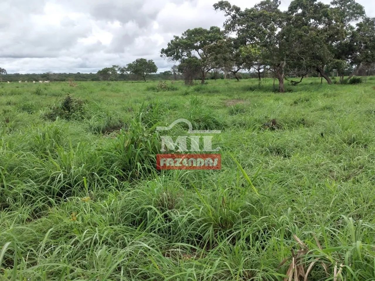 Fazenda em Figueirópolis - TO. Área Total: 177 Alqueires (856 Há) - Foto 4