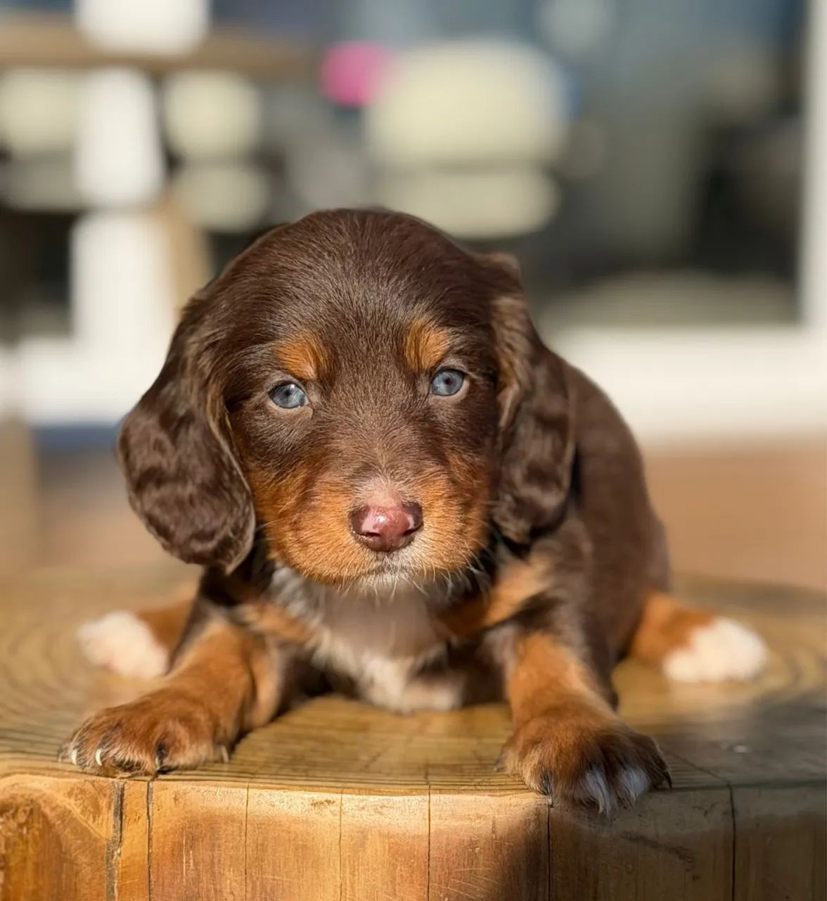 Dachshund pelo longo  - Foto 5