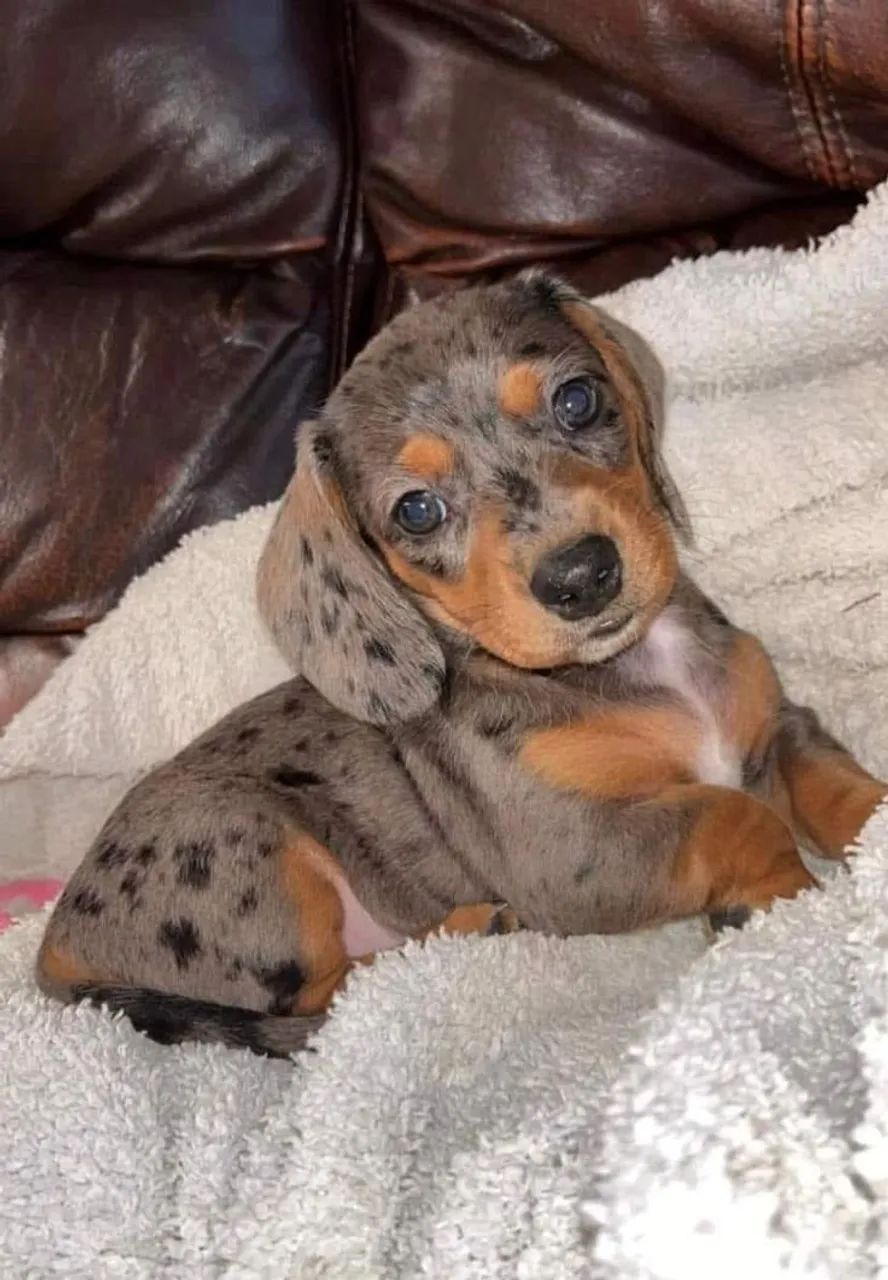 Daschund Mini  - Foto 4