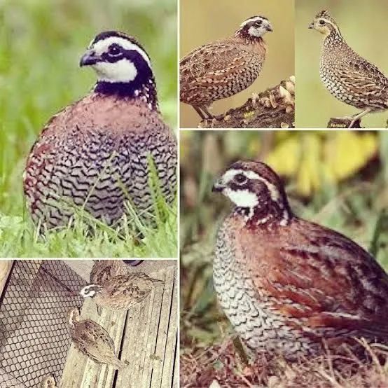 Adquira já  - Foto 4