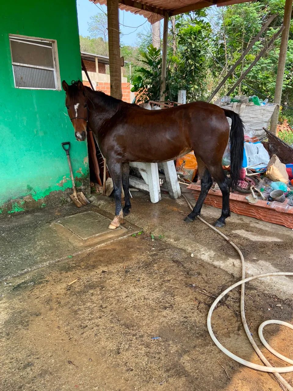 Vende-se cavalo e pônei 