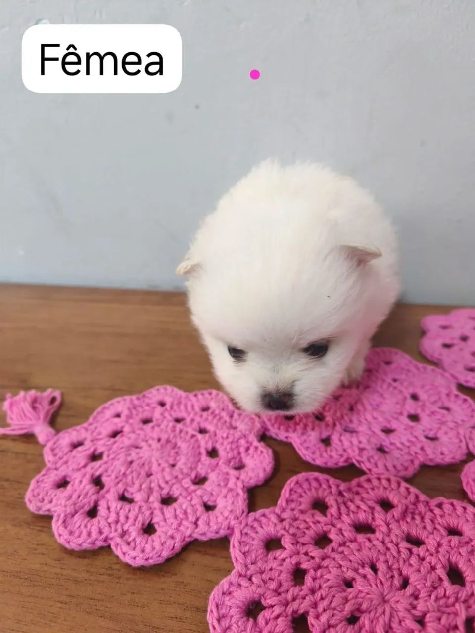 Lulu da pomerana 