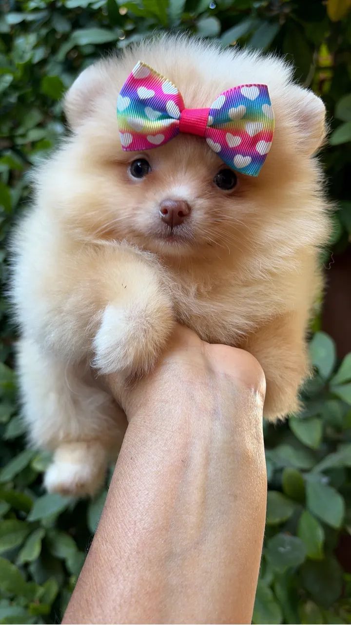 Spitz 