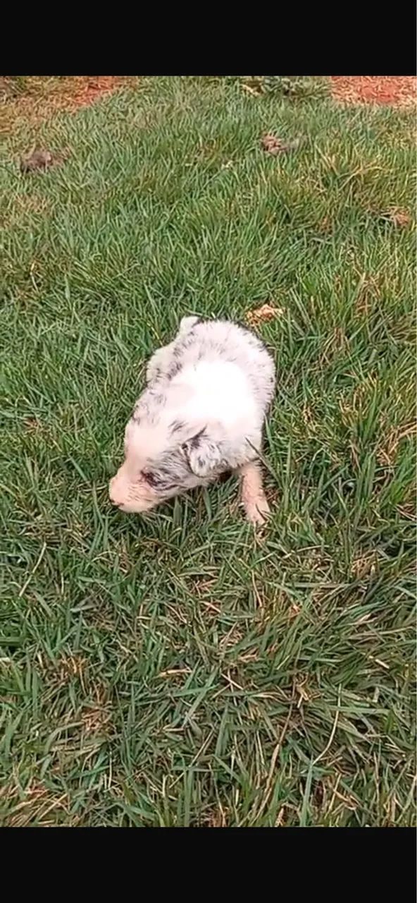 Cachorro  - Foto 2