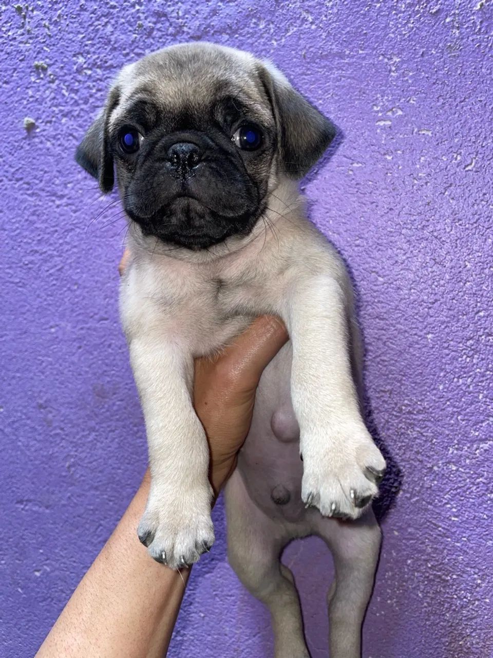 Pug macho  - Foto 4