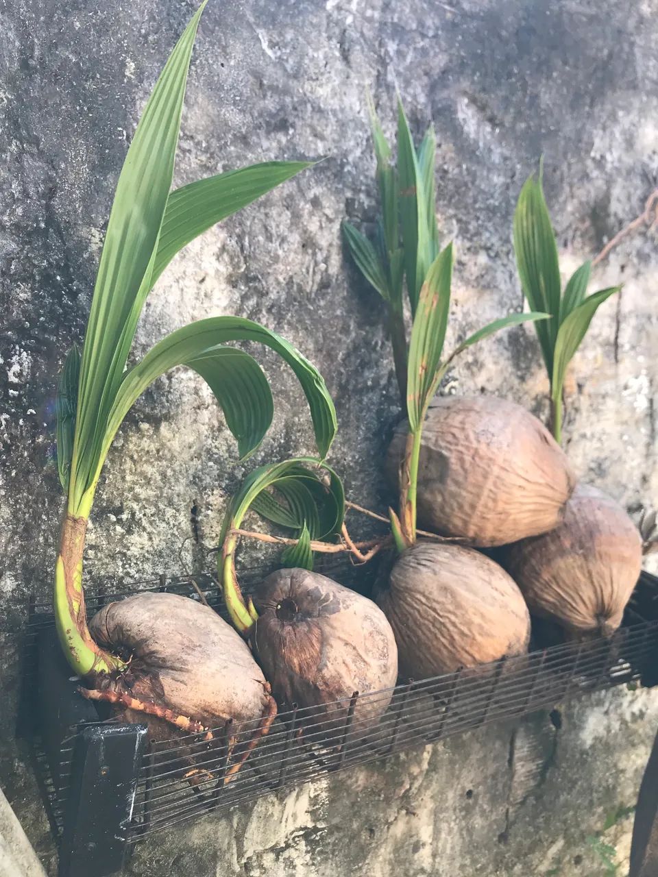 Mudas de coqueiros