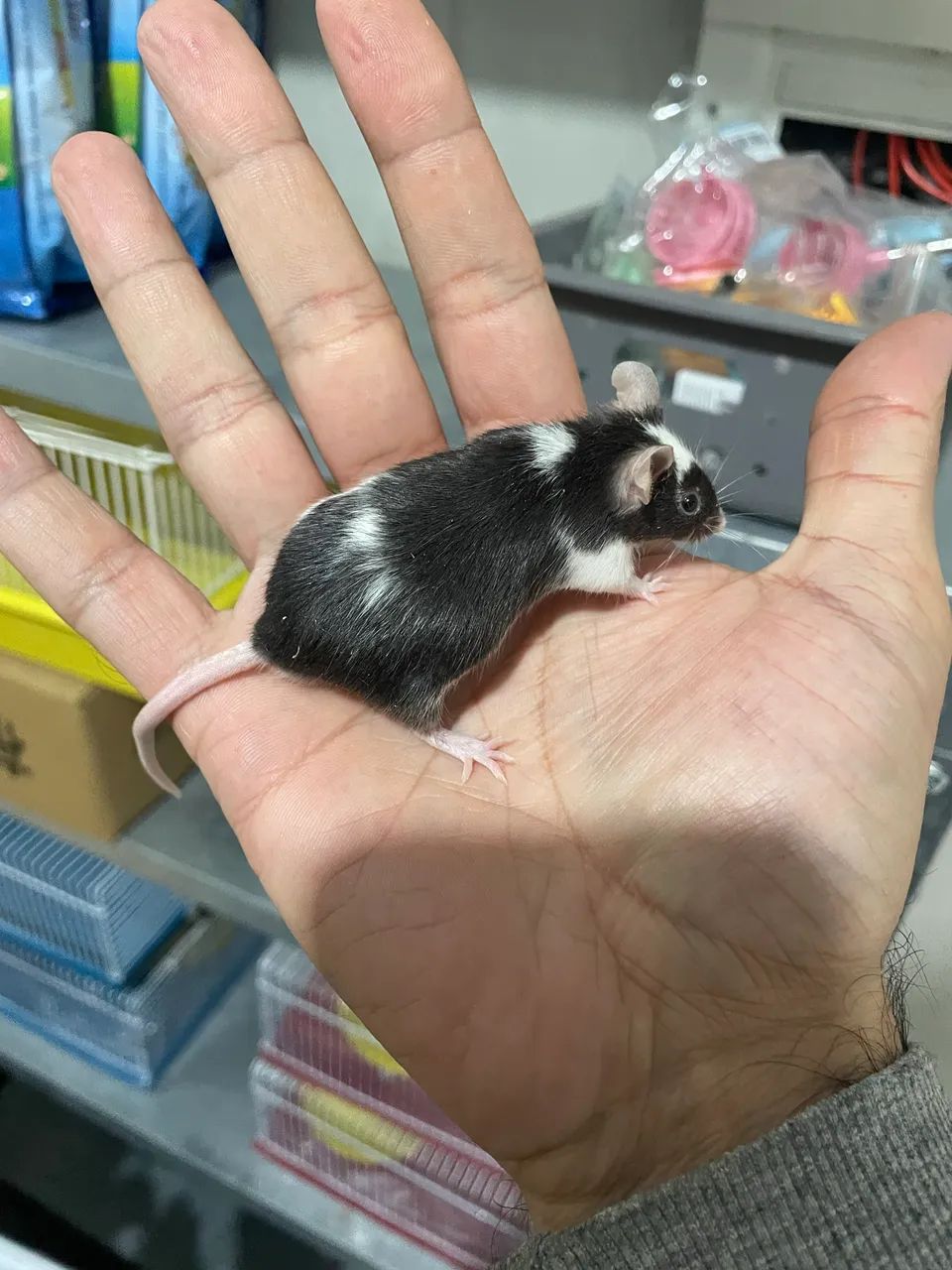 Camundongos