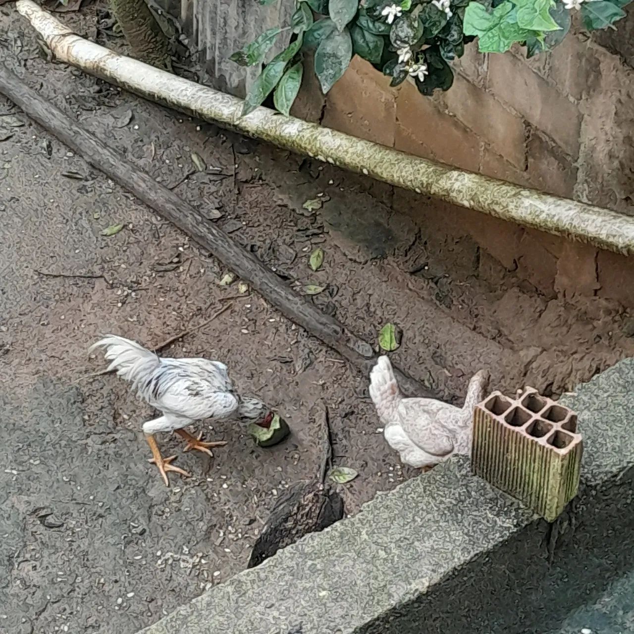 Galo é galinhas botando ja - Foto 3