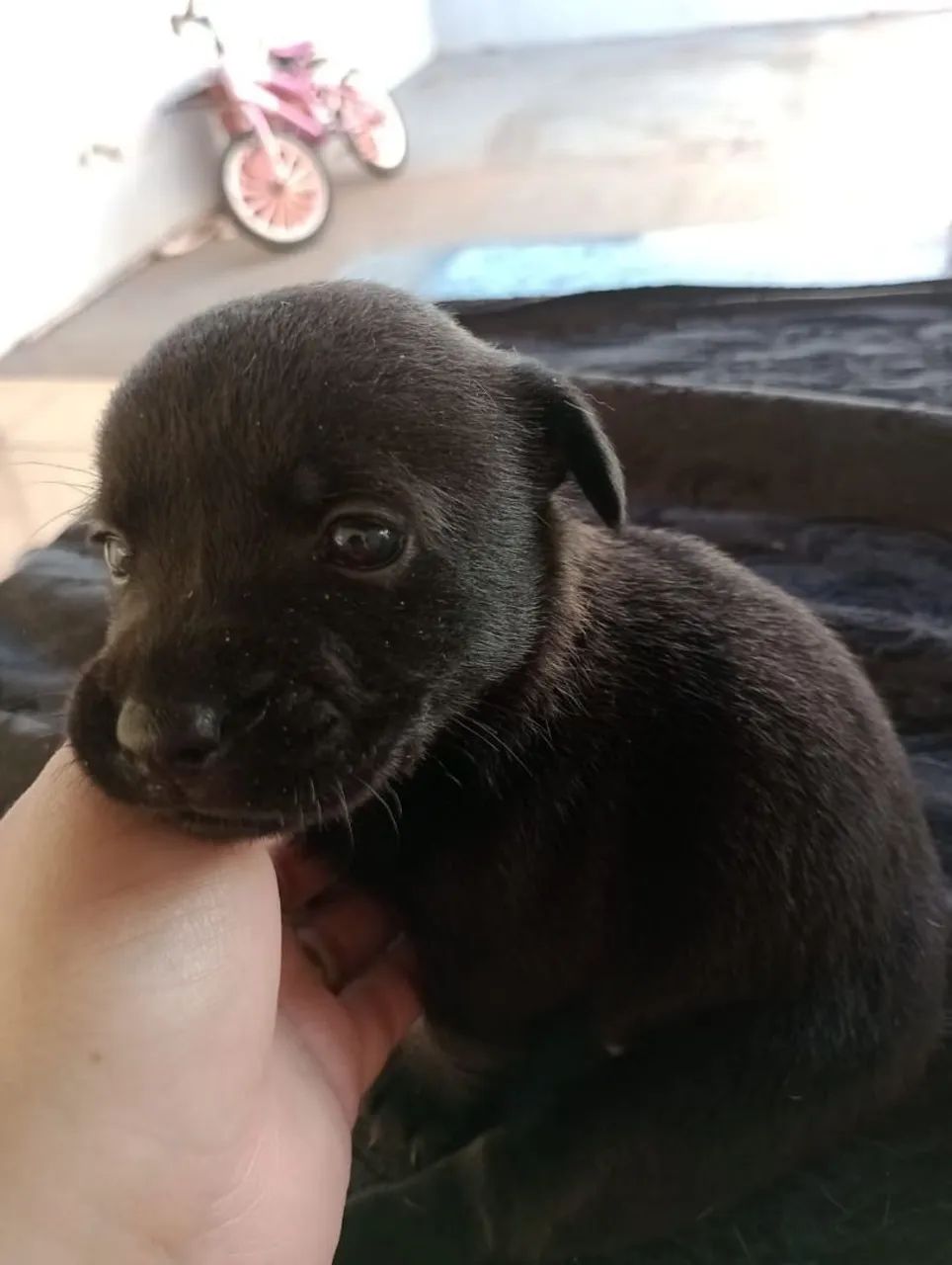 Doa se Fox paulistinha com poodle micro  - Foto 2