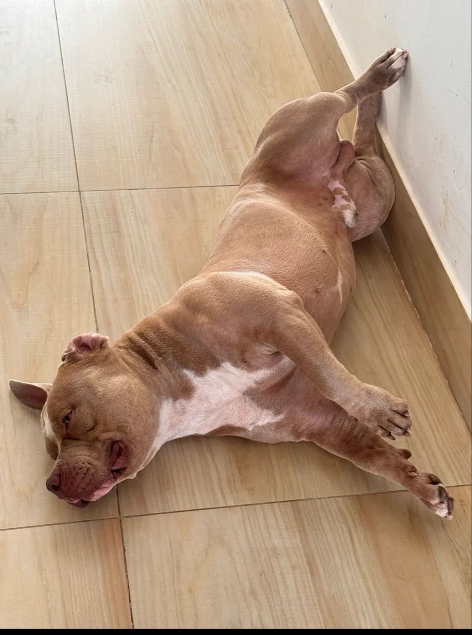 American bully - Foto 2