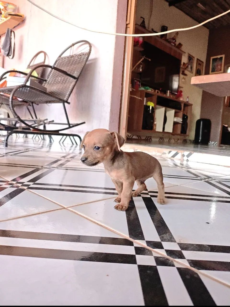 Pinscher  - Foto 3