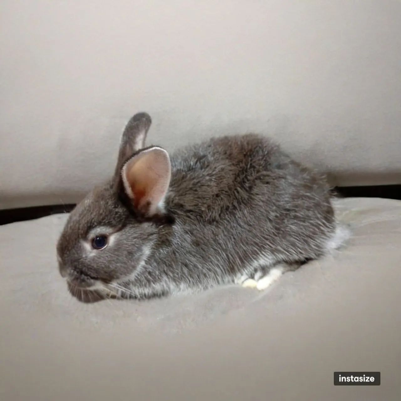 Coelhos - Foto 4