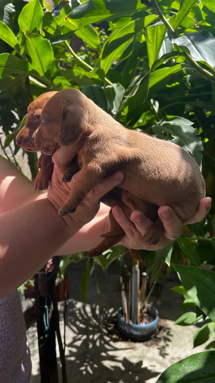 Cachorros  - Foto 4