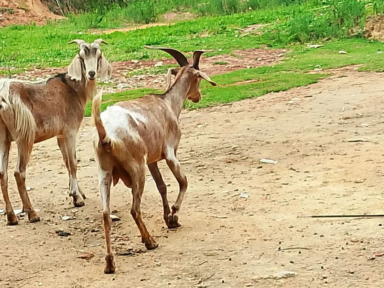 cabras