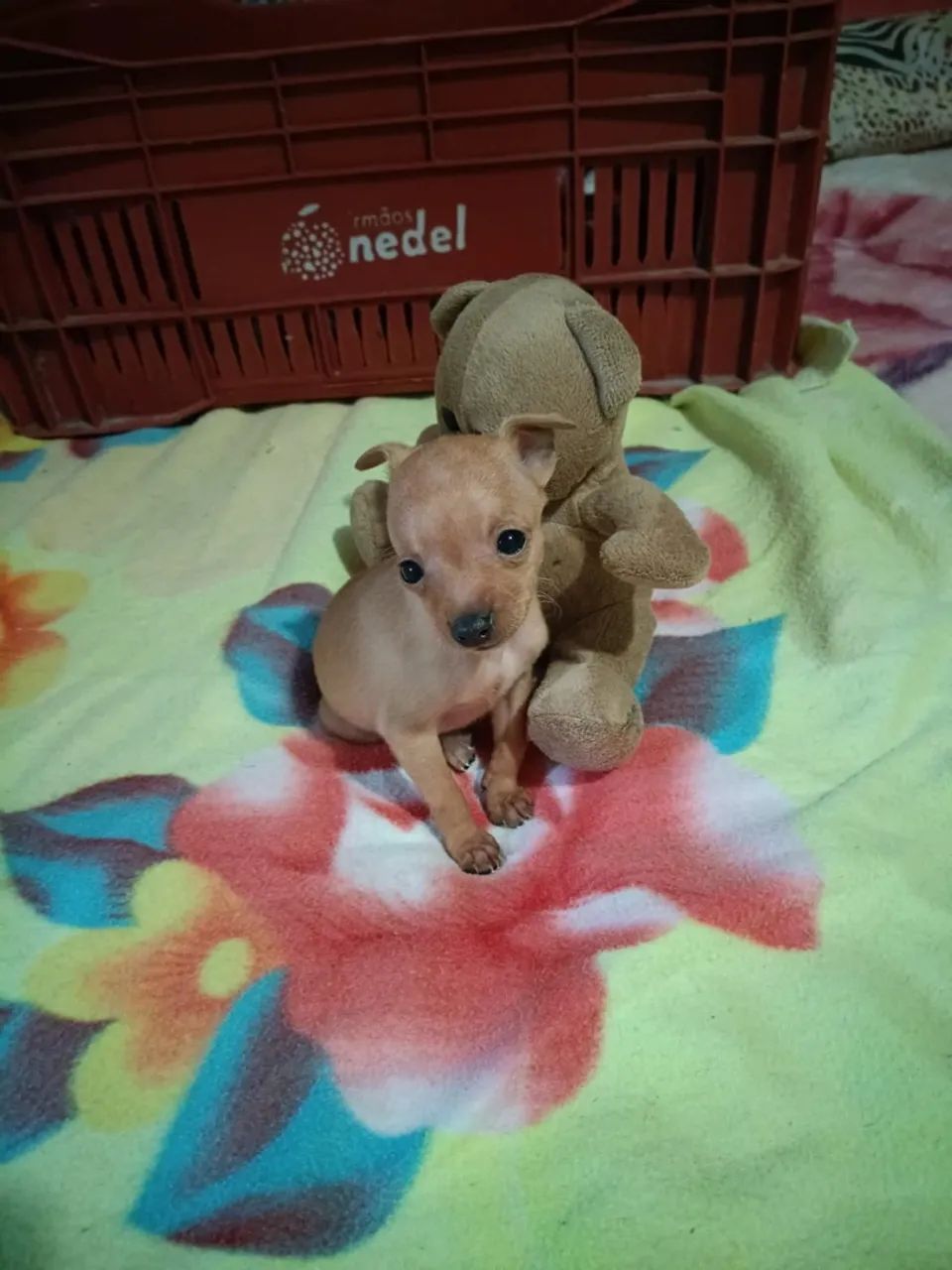 Pincher 1 - Foto 3