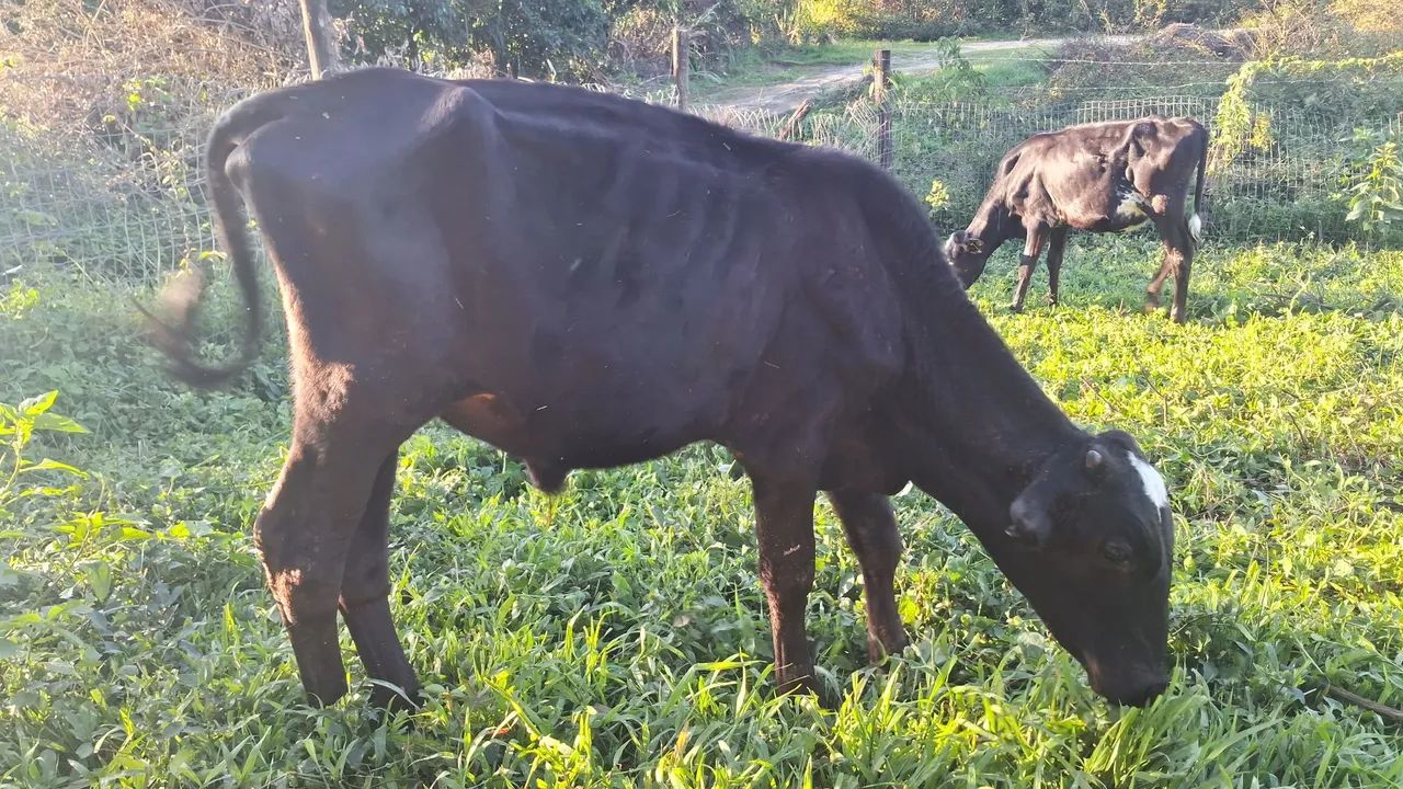 Bezerro