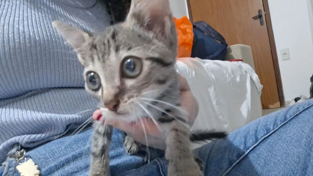 Gato para adoção  - Foto 2