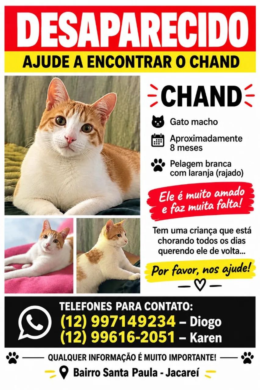 Gato perdido branco e laranja 
