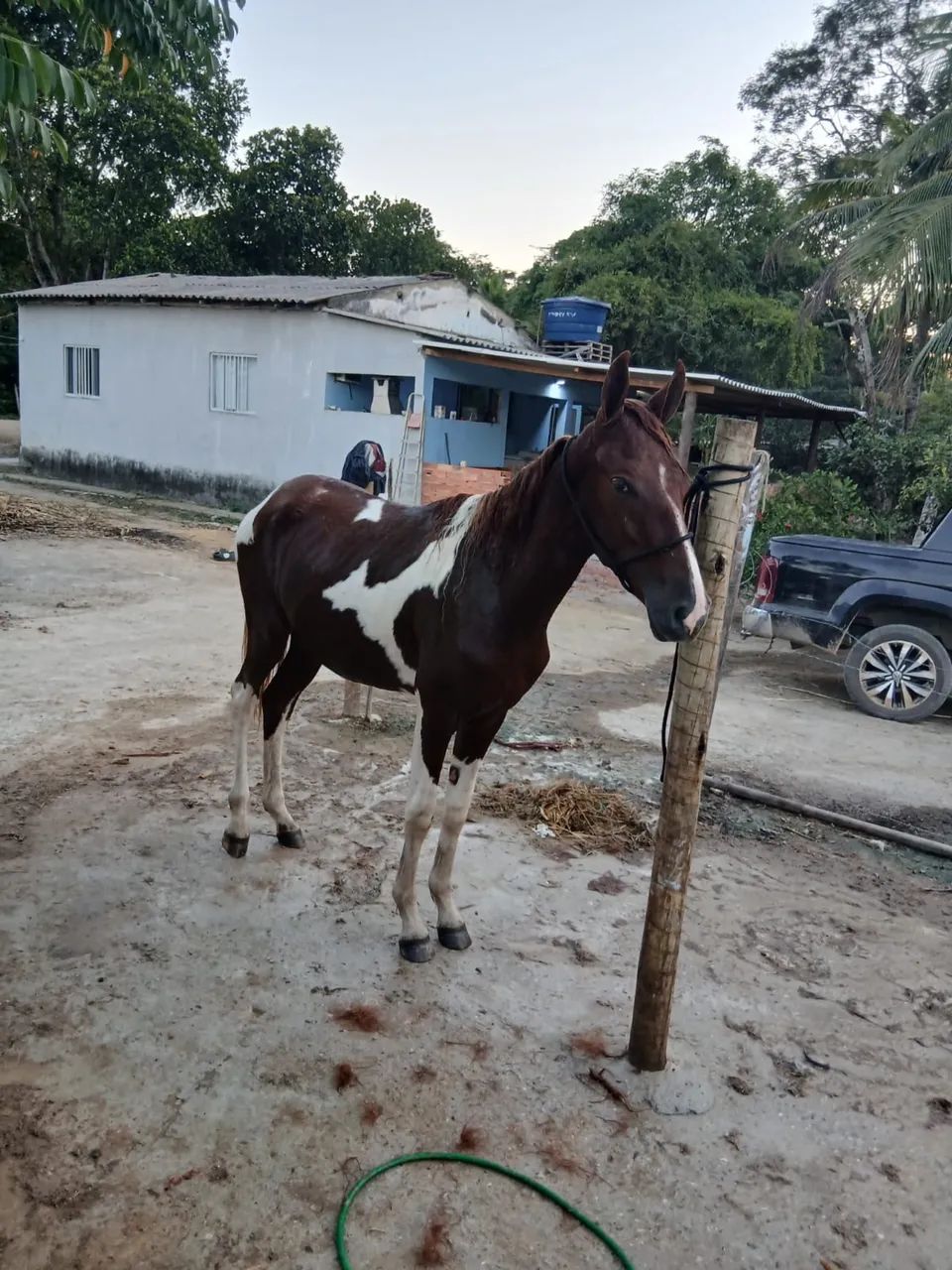 Potro Manga larga Filho de um cavalo máquina de picada .Registado - Foto 4