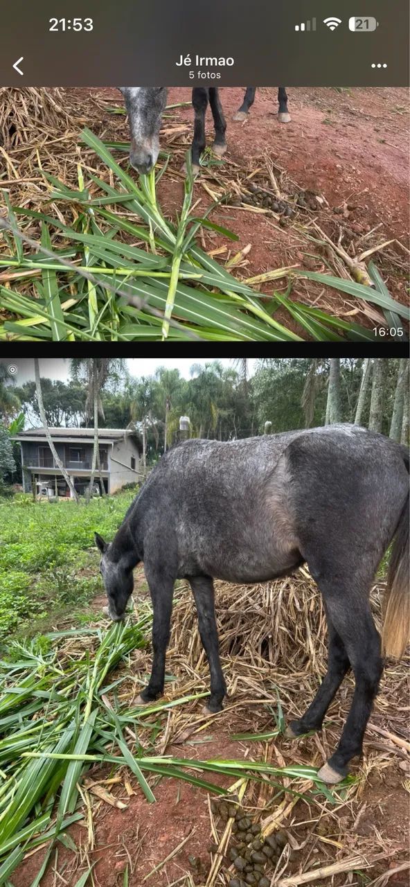 Potro Fenômeno  - Foto 2